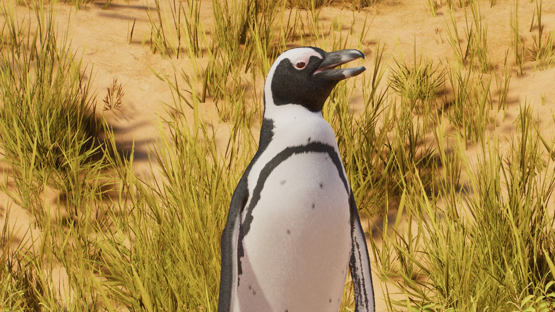 African Penguin
