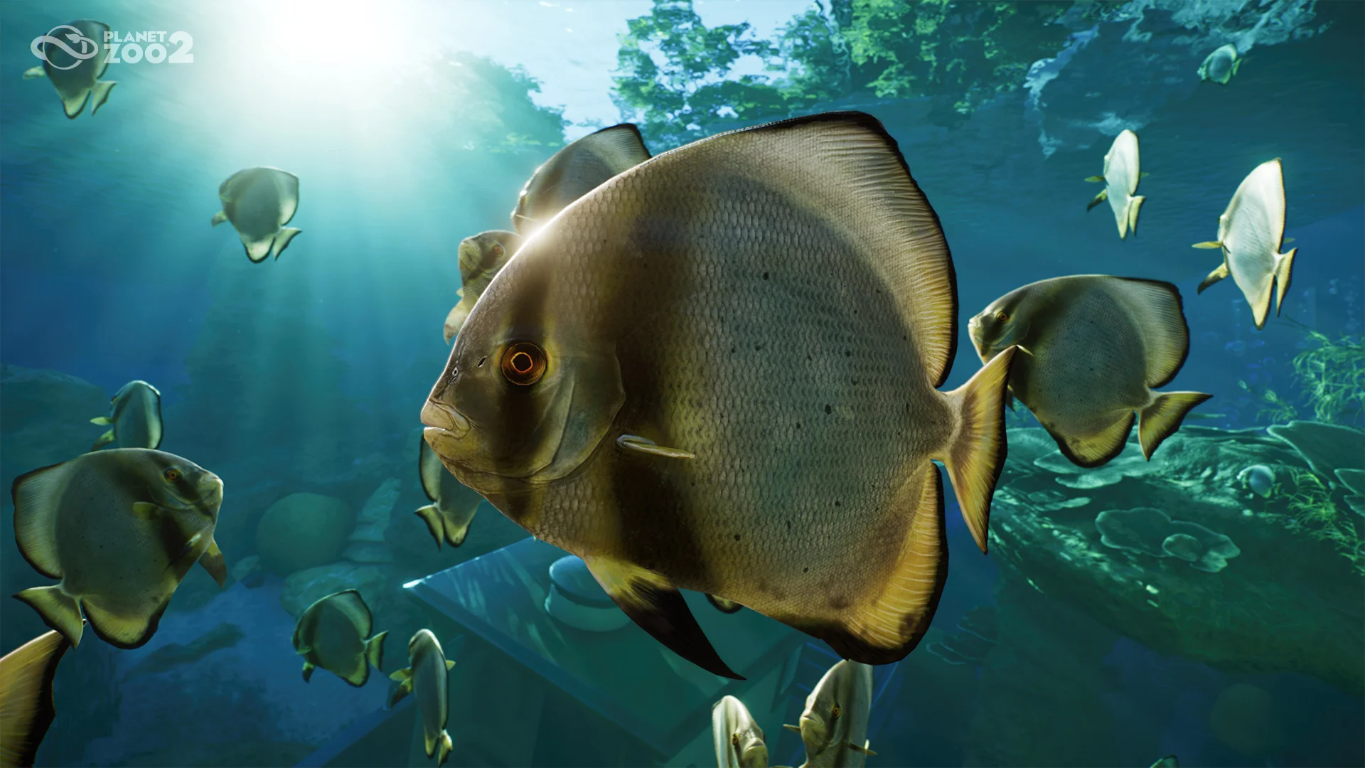 Longfin Batfish