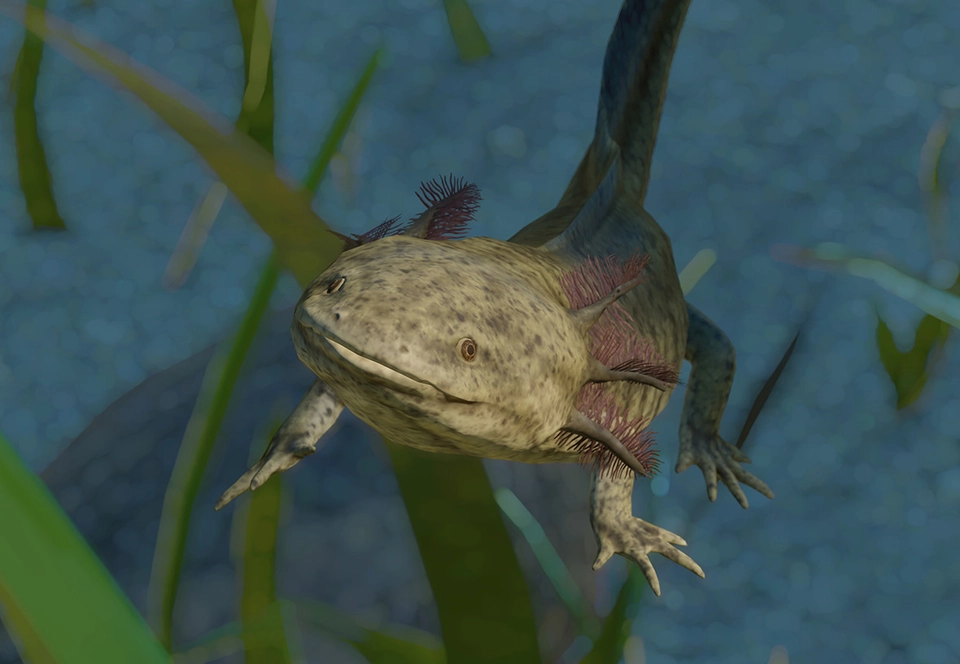 Axolotl