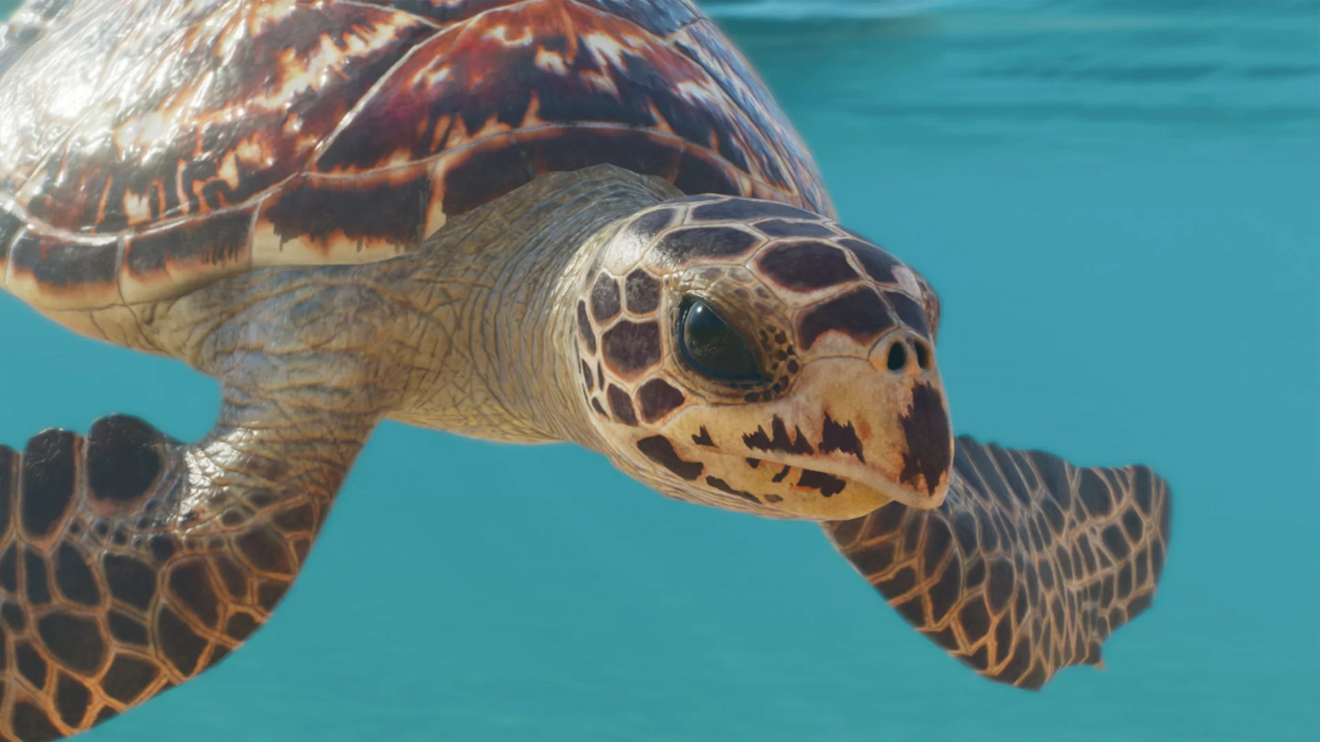 Hawksbill Turtle